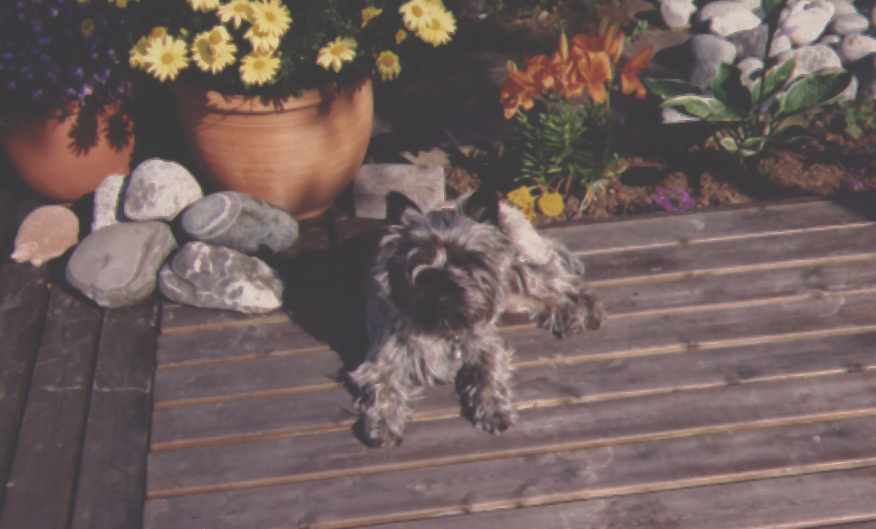 Photo of Dolle in front of some flowers.